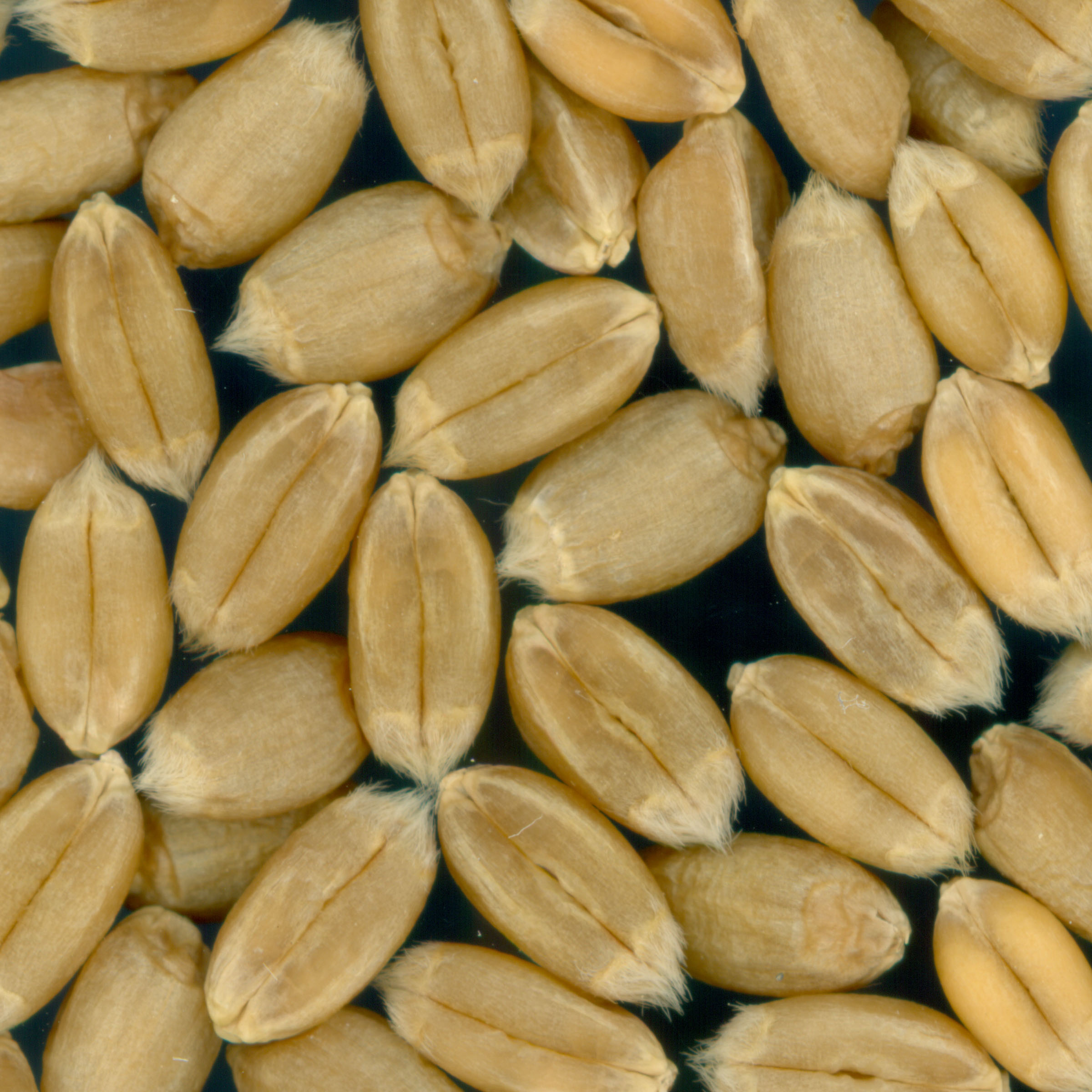 KERNELS